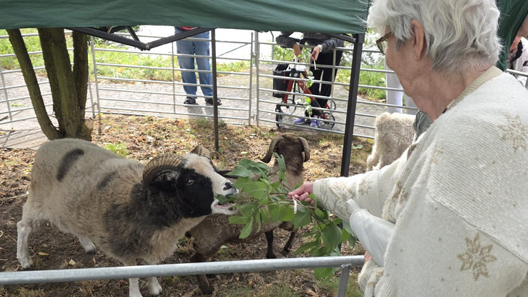 Bewohnerin füttert Schafbock Bewohnerin füttert Schafbock