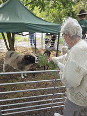 Bewohnerin füttert Schafbock Bewohnerin füttert Schafbock