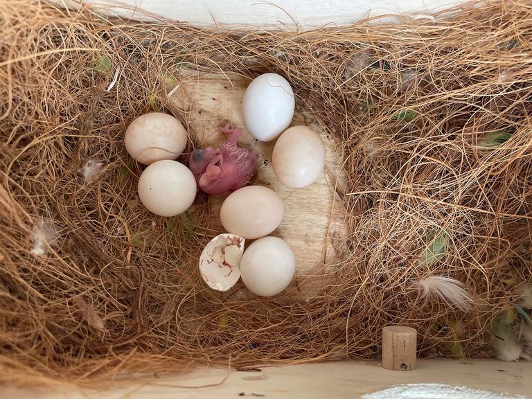 Seniorenzentrum Elstal - Havelland - Vogelnachwuchs in Tagespflege - Abbildung von Nest mit Eier und geschlüpftem Küken